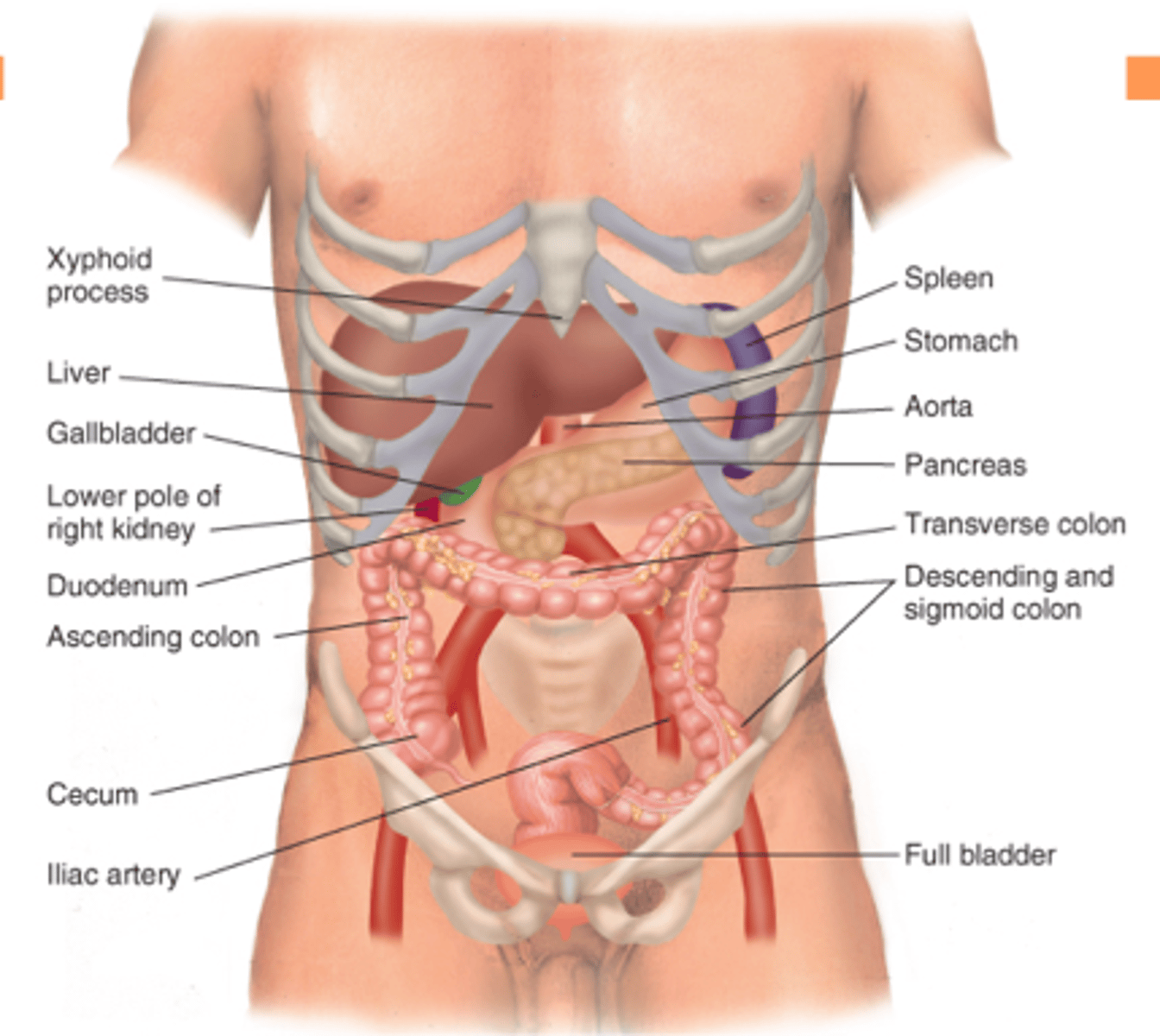 <p>- 4 quadrants = RUQ, RLQ, LLQ, LUQ (midpoint is belly button).</p><p>- 9 quadrants = right hypochondriac, epigastric, left hypochondriac, right lumbar, umbilical, left lumbar, right iliac, hypogastric, left iliac</p>