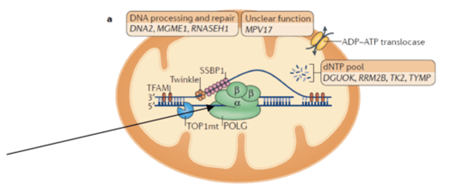 <p>replicate mitochondria DNA</p><p>- 3' to 5' exonuclease (proofreads)</p>