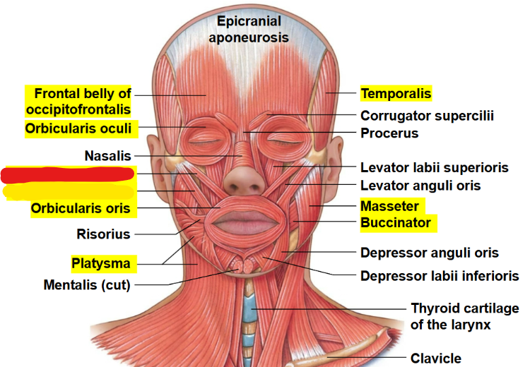 <p>What muscle is this?</p>