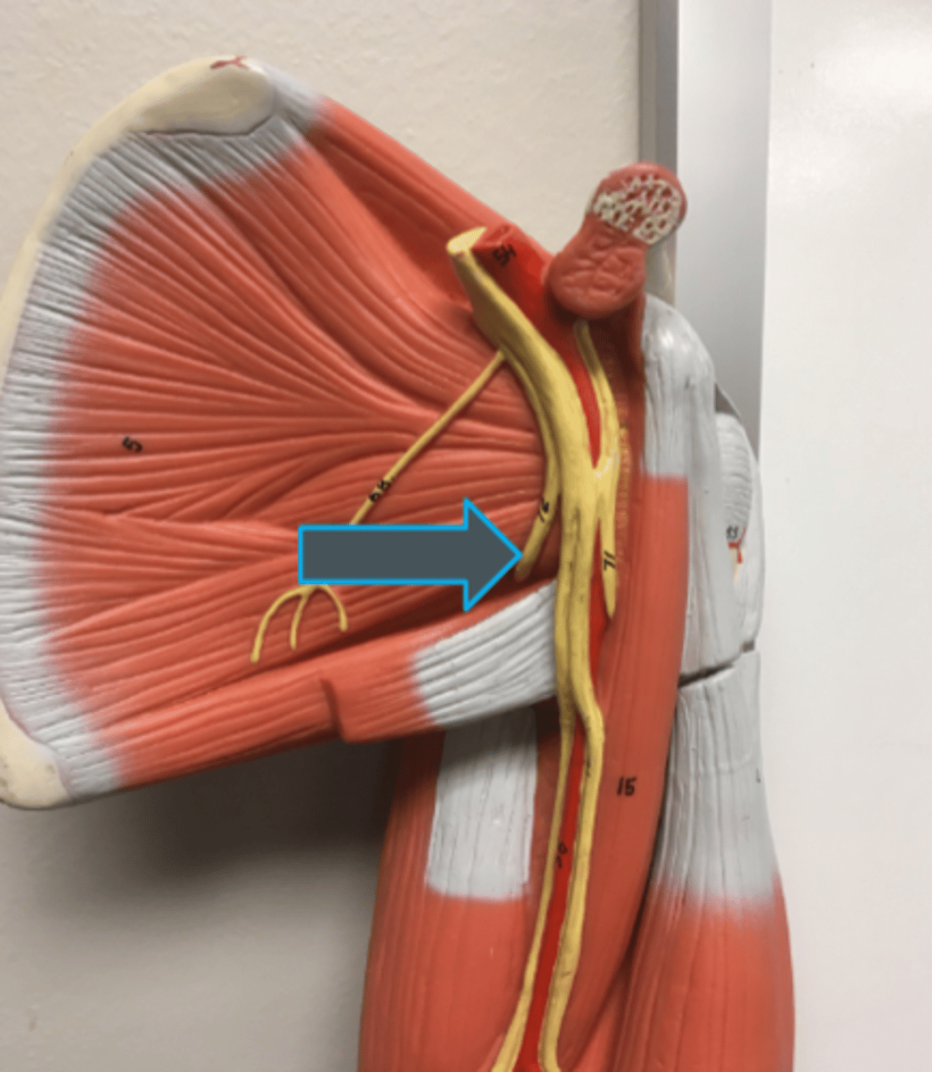 <p>innervates:<br>deltoid<br>teres minor</p>