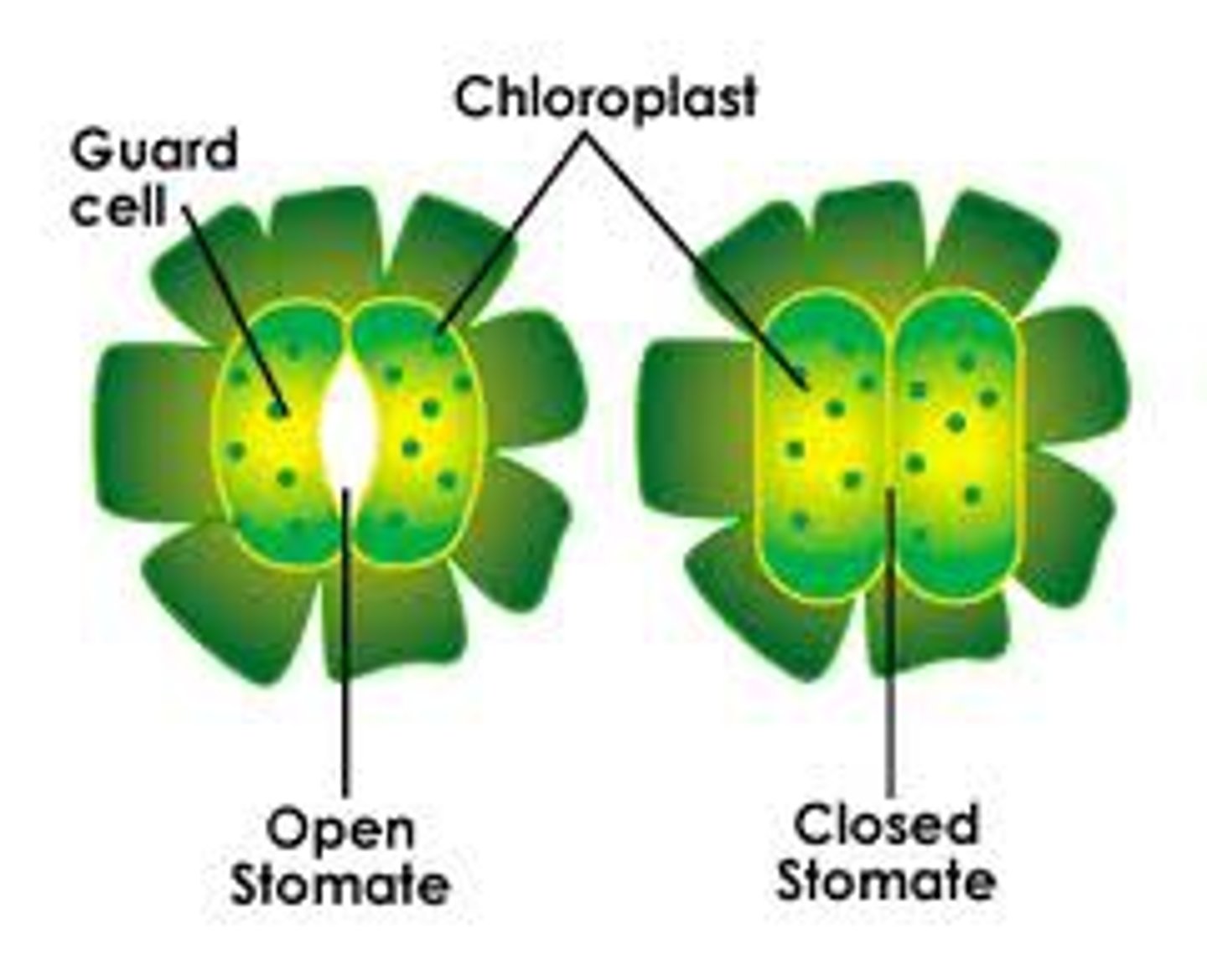 <p>surround the stomata in the leaves of plants and control their opening and closing</p>