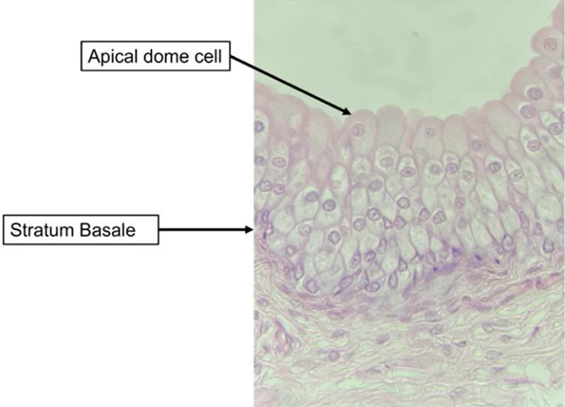 <p>What cells are shown</p>