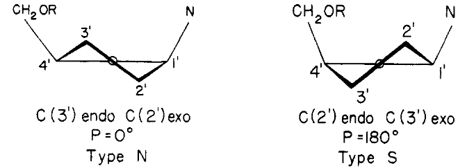 <ul><li><p>Tokią konformaciją nulemia pakaitai;</p></li><li><p>Trys atomai yra vienoje plokštumoje (2' endo 3' exo ir 3' endo 2' exo)</p></li></ul><p></p>