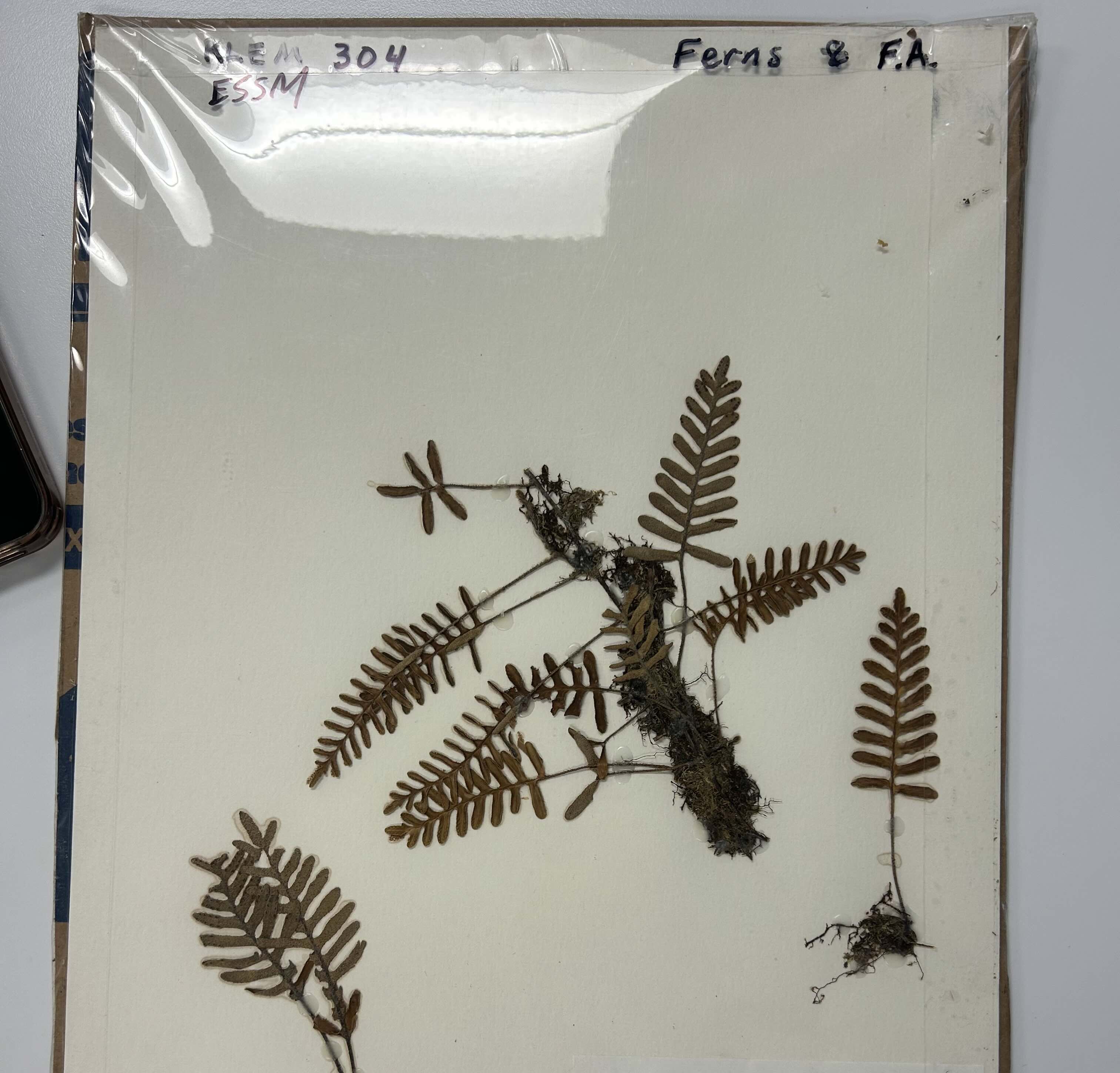 <p>Resurrection fern</p>