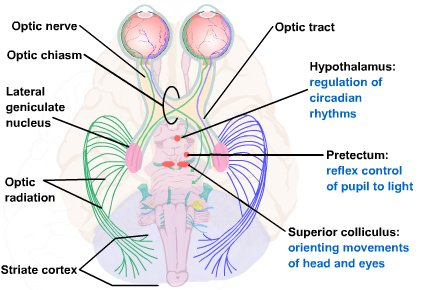 <ol><li><p>synapse in the LGN and travel to the primary visual cortex (V1)</p></li><li><p>superior colliculus to help with saccades</p></li><li><p>pretectal nucleus to help with pupil movement</p></li><li><p>hypothalamus to help with circadian rhythm</p></li></ol><p></p>