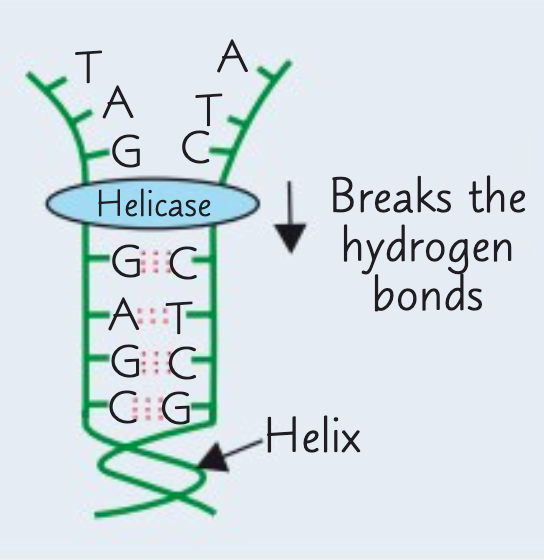 <p>The first stage is the unwinding of the double helix.</p><p>The enzyme DNA helicase breaks the hydrogen bonds between complementary bases on the two polynucleotide strands. This gives two single strands.</p>