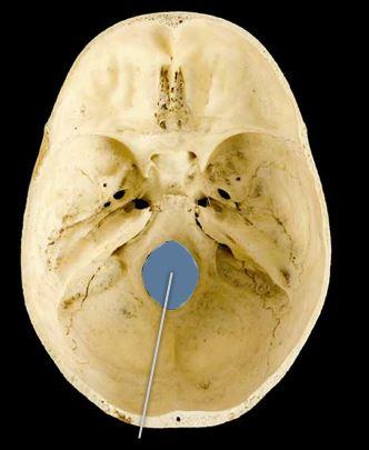 <p>foramen magnum</p>
