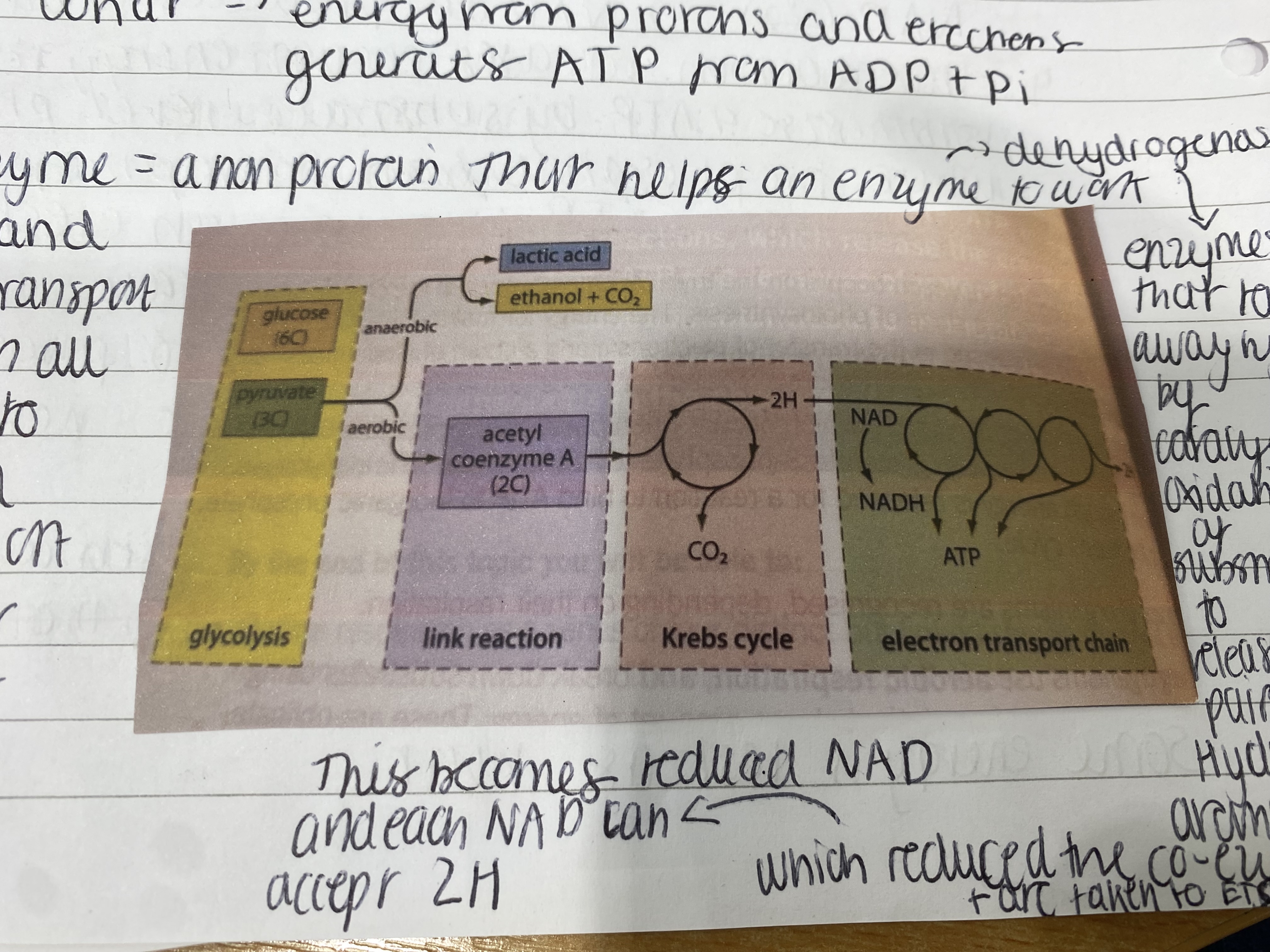 <p>Respiration is a metabolic pathway of catabolic reactions (requiring energy) where glucose or lipids or proteins oxidise their bonds to lower energy bonds and this energy difference phospholylate ADP to ATP.</p><p></p>