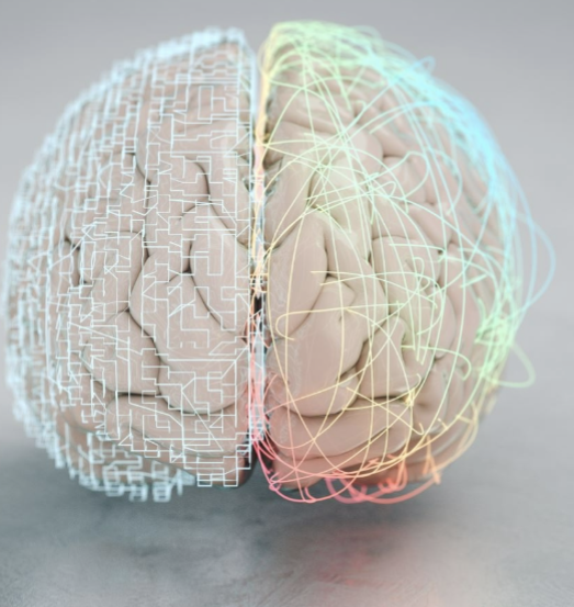 <p><span style="color: rgb(0, 0, 0);">The brain’s most complex area (billions of neurons and trillions of synapses</span></p>