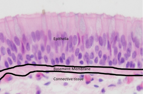 <p>Anchors epithelial cells, provides support, and separates epithelium from connective tissue.</p>
