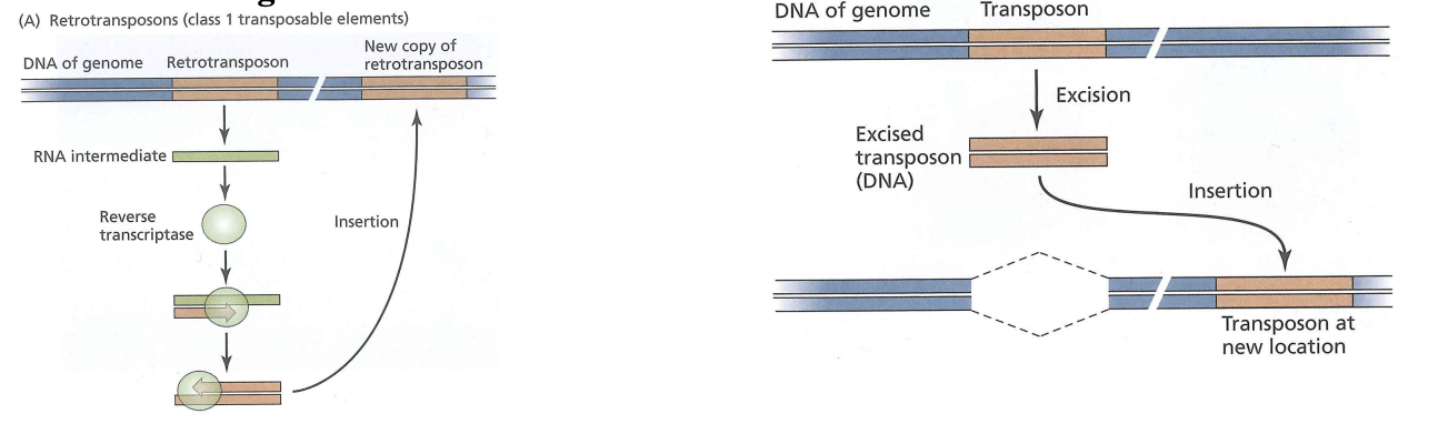 <p>are mobile sequences in the genome</p><p>excised DNA and put in new locations </p><p>can lead to mutations</p><p>~45% of genome</p>