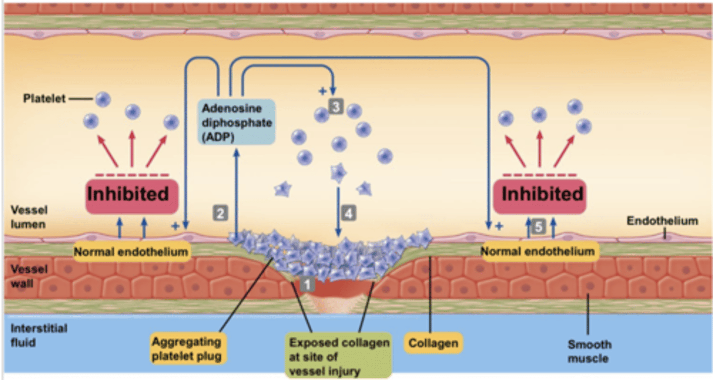 <p>stoppage of bleeding from a broken blood vessel</p><p>3 processes:</p><p>1. Vascular spasm</p><p>2. Formation of a platelet plug</p><p>3. Blood coagulation (clotting)</p>