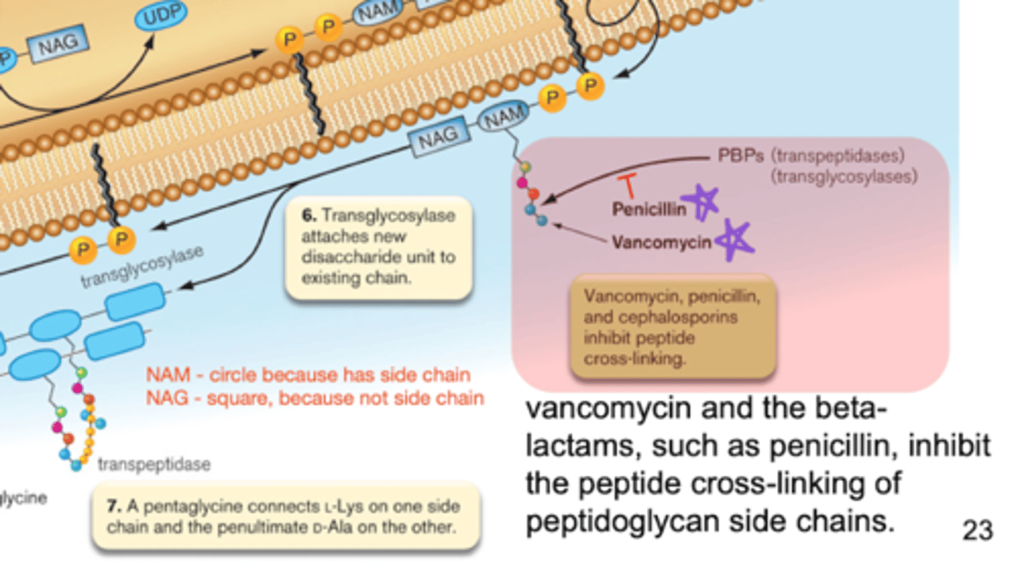 <p>penicillin, cephalosporins, and vancomycin inhibit peptide cross-linking</p><p>interfere with PBPs</p><p>- pencillin mimicry prevents PBP function of peptide cross linking by binding to PBP active site</p>
