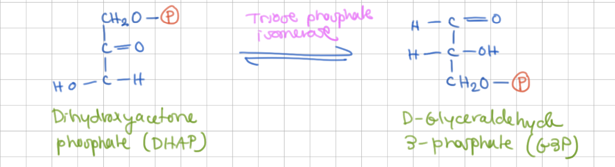 <p>2 G3P</p><p>DHAP → G3P</p><p>Enzyme = Trios phosphate (3P) isomerase</p>