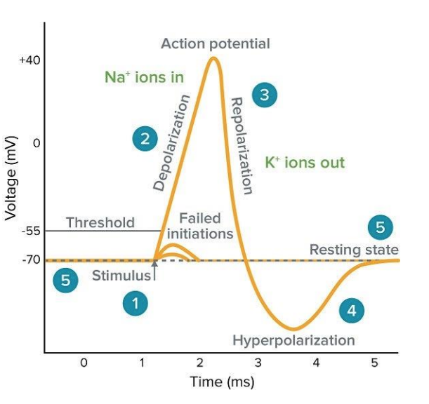 <ul><li><p>‘all or nothing’ response - either occurs or doesn’t</p></li><li><p>size is always the same </p></li><li><p><span>spreads along the axon to the axon terminals</span></p></li><li><p><span>starts at the axon hillock of the axon</span></p></li><li><p><span>2 phases: depolarisation, repolarisation </span></p></li><li><p><span>to be triggered, cell must be depolarised to -55mV (threshold)</span></p></li></ul><p></p>