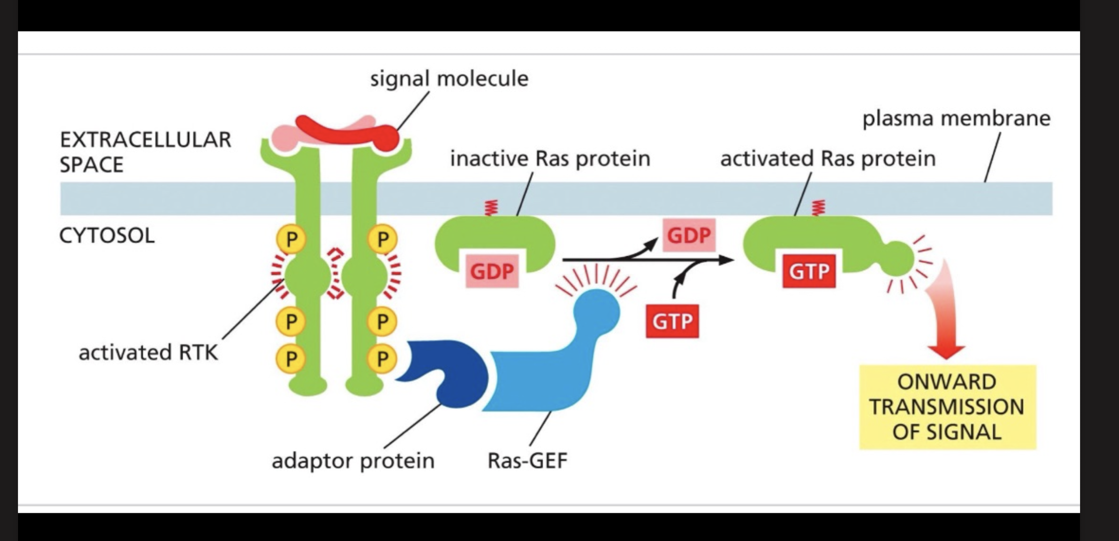 <p>Mainly also activates the MAP pathway. </p>