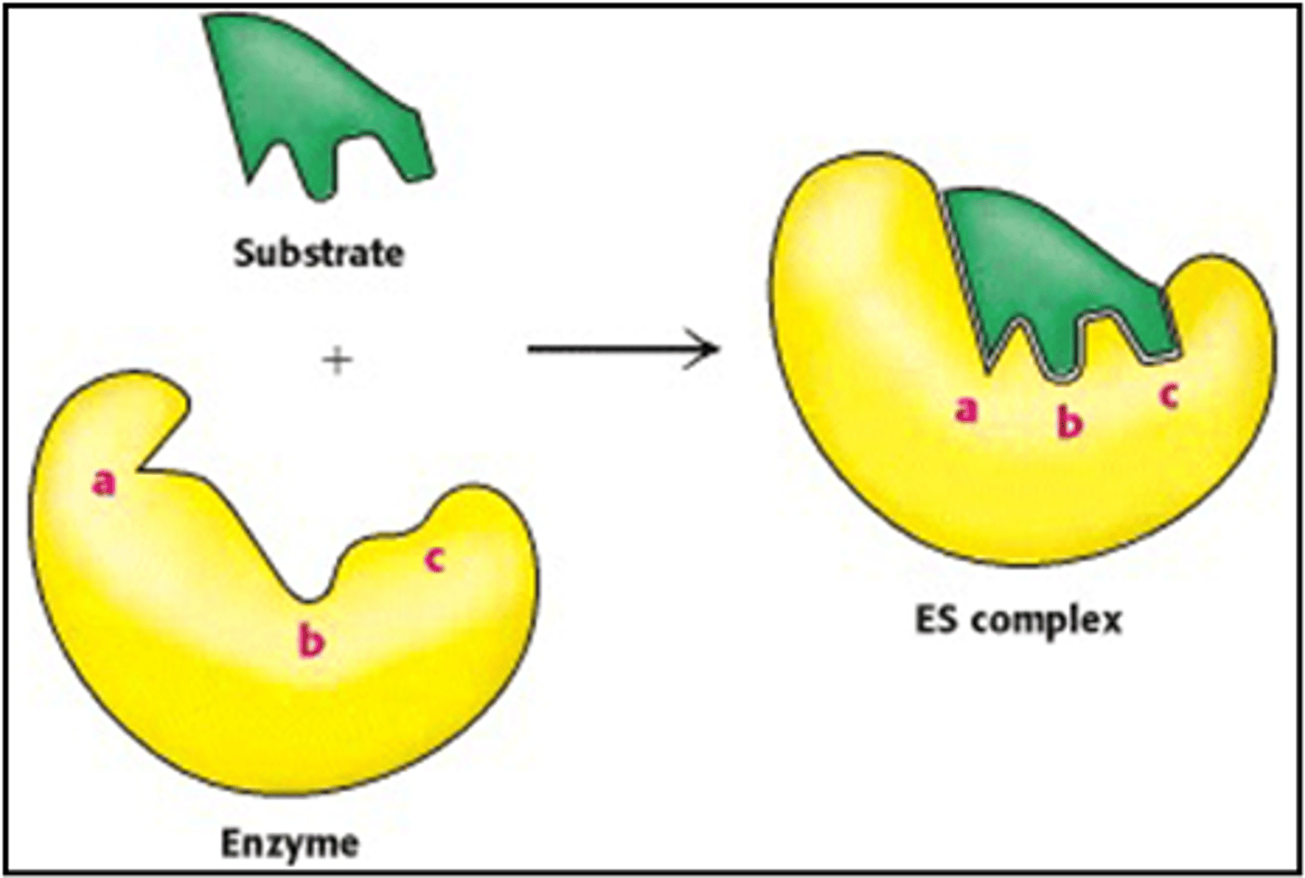 <p>The induced fit model</p>