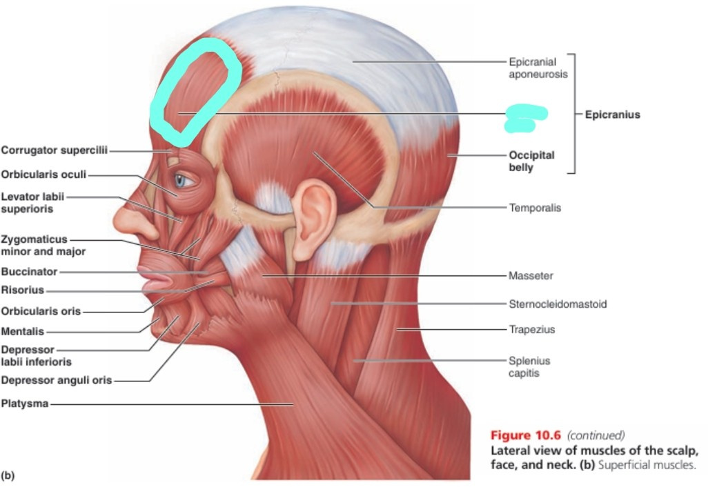 <p>frontal belly</p>