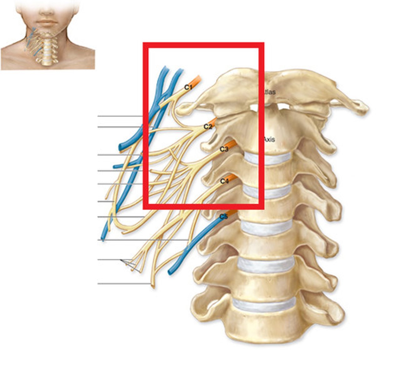 <p>nerve plexus associated with the superior cervical spinal nerves (C1 through C5)</p>