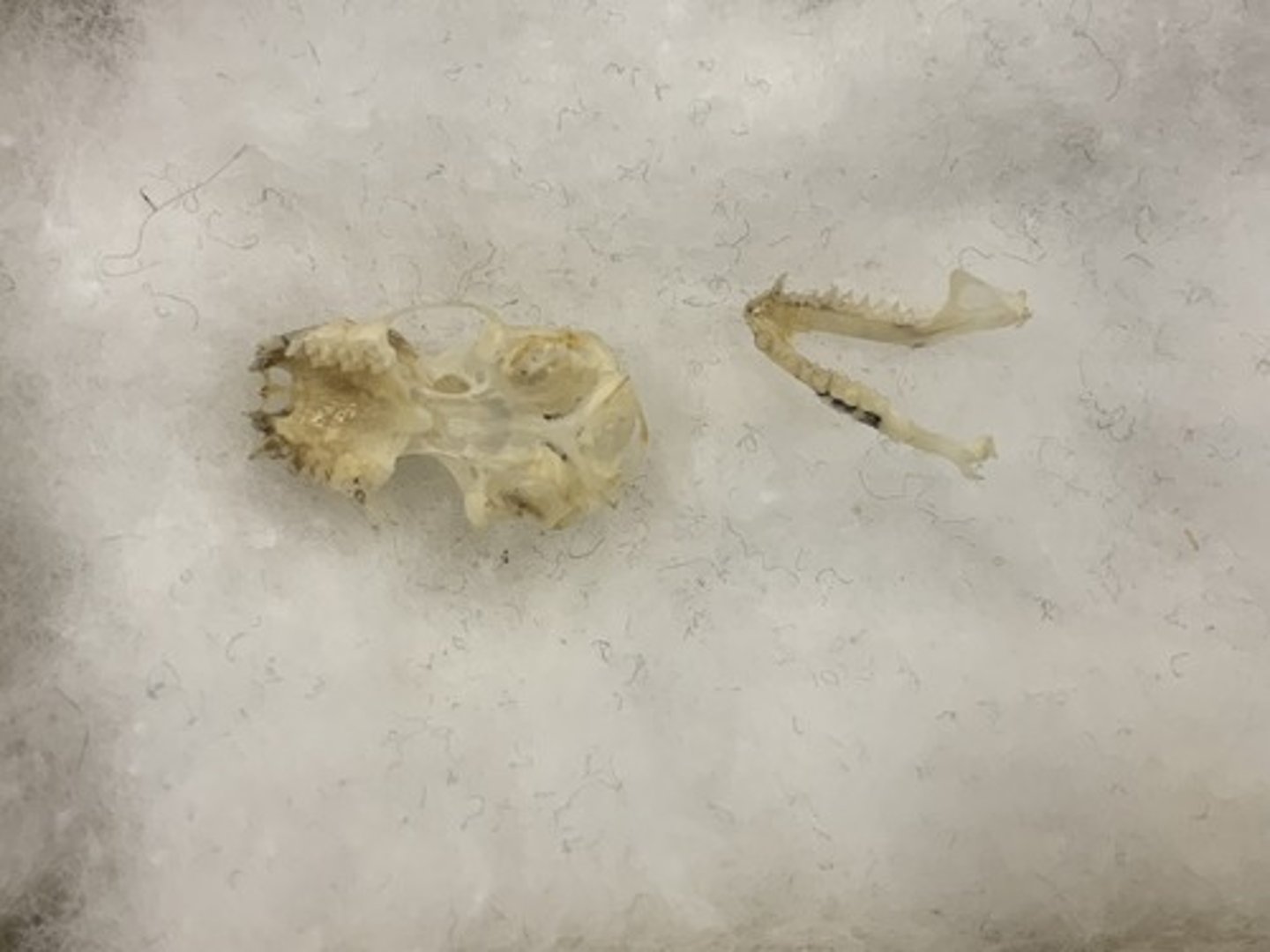 <p>Genus, species</p><p>-nasolachrimal depression</p><p>-2 I</p><p>-5/6 cheek teeth (1st upper one small)</p>