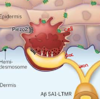 <p>cell embedded in dermis with a disk below it, completely myelinated </p>