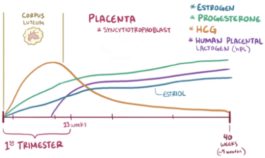 <ul><li><p>hCG is secreted by the placenta after implantation to maintain the <strong>corpus luteum</strong>.</p></li><li><p>The corpus luteum secretes <strong>estrogen and progesterone</strong> to maintain the endometrium for embryo support.</p></li><li><p>Without hCG, the corpus luteum degrades, progesterone and estrogen drop, and menstruation occurs.</p></li><li><p>Later in pregnancy, the placenta takes over progesterone production directly.</p></li></ul><p></p>