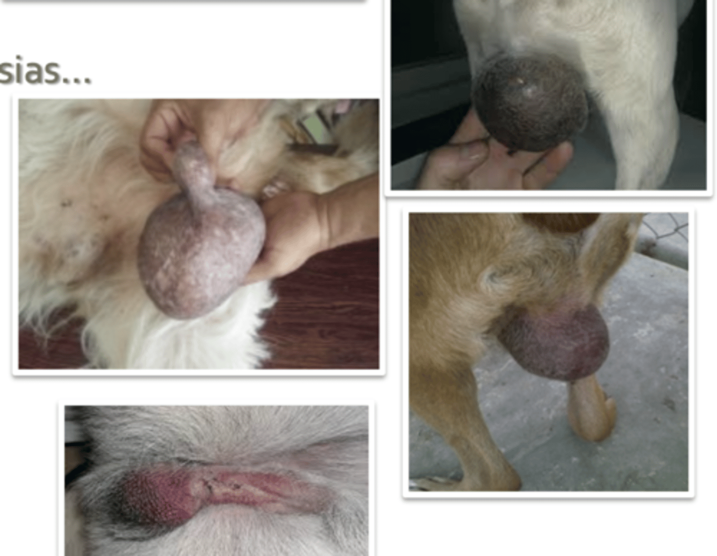 <p>what is inflamed? what is this condition called?</p>