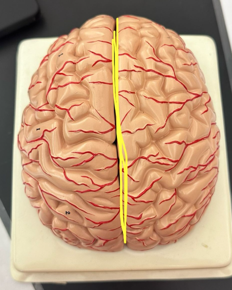 <p>What is the yellow line indicating on the human brain?</p>