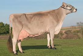 <p>brown swiss facts (origin, special info)</p>