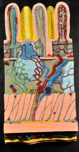 knowt flashcard image