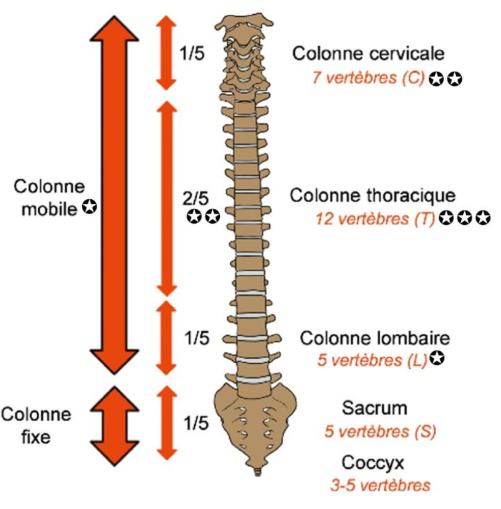 <p>Colonne vertébrale : médiane &amp; verticale, complexe ostéoarticulaire = empilement vertèbres, 2/5eme de la stature </p><p>→ ho: 70-75 cm; fe: 60-65 cm </p><p></p><p>Colonne mobile: 4/5eme de la hauteur totale du rachis </p><p>→ cervicale : 7 vertèbres, 1/5eme </p><p>→ thoracique : 12 vertèbres, 2/5eme </p><p>→ lombaire : 5 vertèbres, 1/5 </p><p></p><p>Colonne fixe : 1/5eme de la hauteur totale du rachis </p><p>→ sacrum : 5 vertèbres </p><p>→ coccyx : 3-5 vertèbres </p>