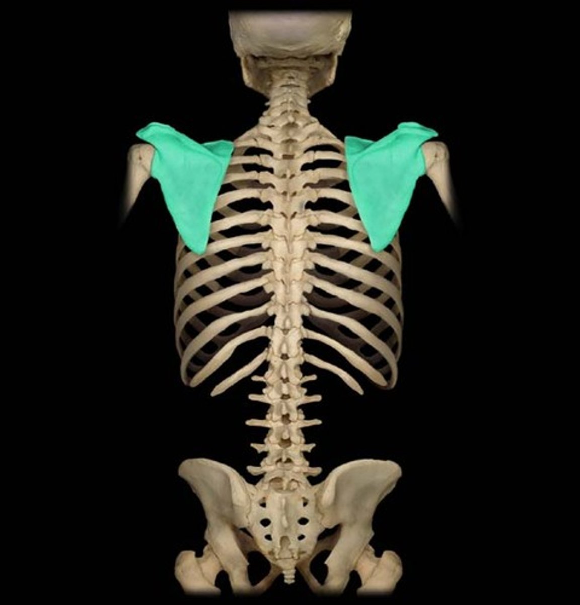 <p>Flat triangular bones that lie flat against the ribs in the upper back. Shoulder Blades. Allow movement of the shoulders and upper arm at shoulder joint.</p>