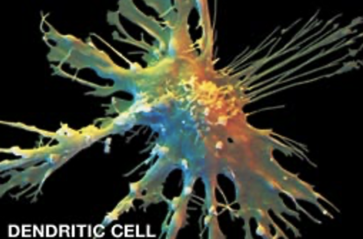 <p>Dendritic Cells</p><ul><li><p>what kind of extensions do they have?</p></li><li><p>where are they found? what is their function?</p></li><li><p>how do they handle pathogens?</p></li><li><p>what happens when they engulf pathogens?</p></li><li><p>where do they present Ag?</p></li></ul><p></p>