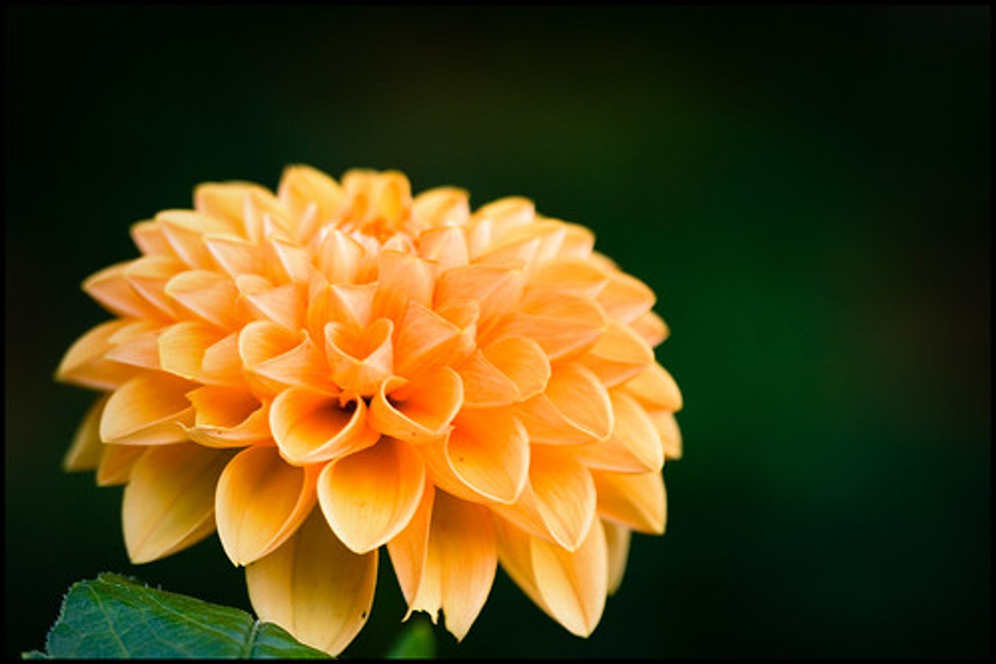 <p>The inherent worth of an entity, independent of its usefulness.</p>