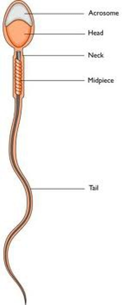 <p>A long, hairlike structure that grows out of a cell and enables the cell to move.</p><p>Can move closer to beneficial substances like oxygen or nutrients and away from harmful toxins.</p>