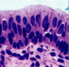 <p>What type of tissue is this?</p>