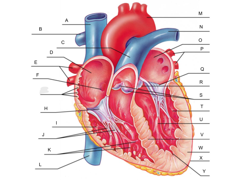 <p>What is K?</p>