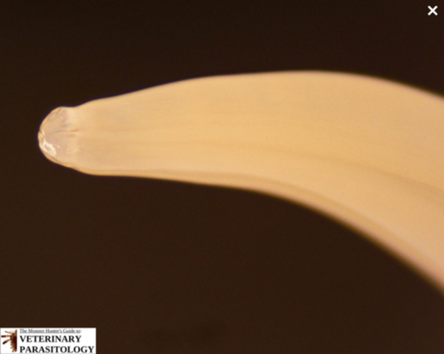 <p>What is this parasite is this if it is from a dog</p>