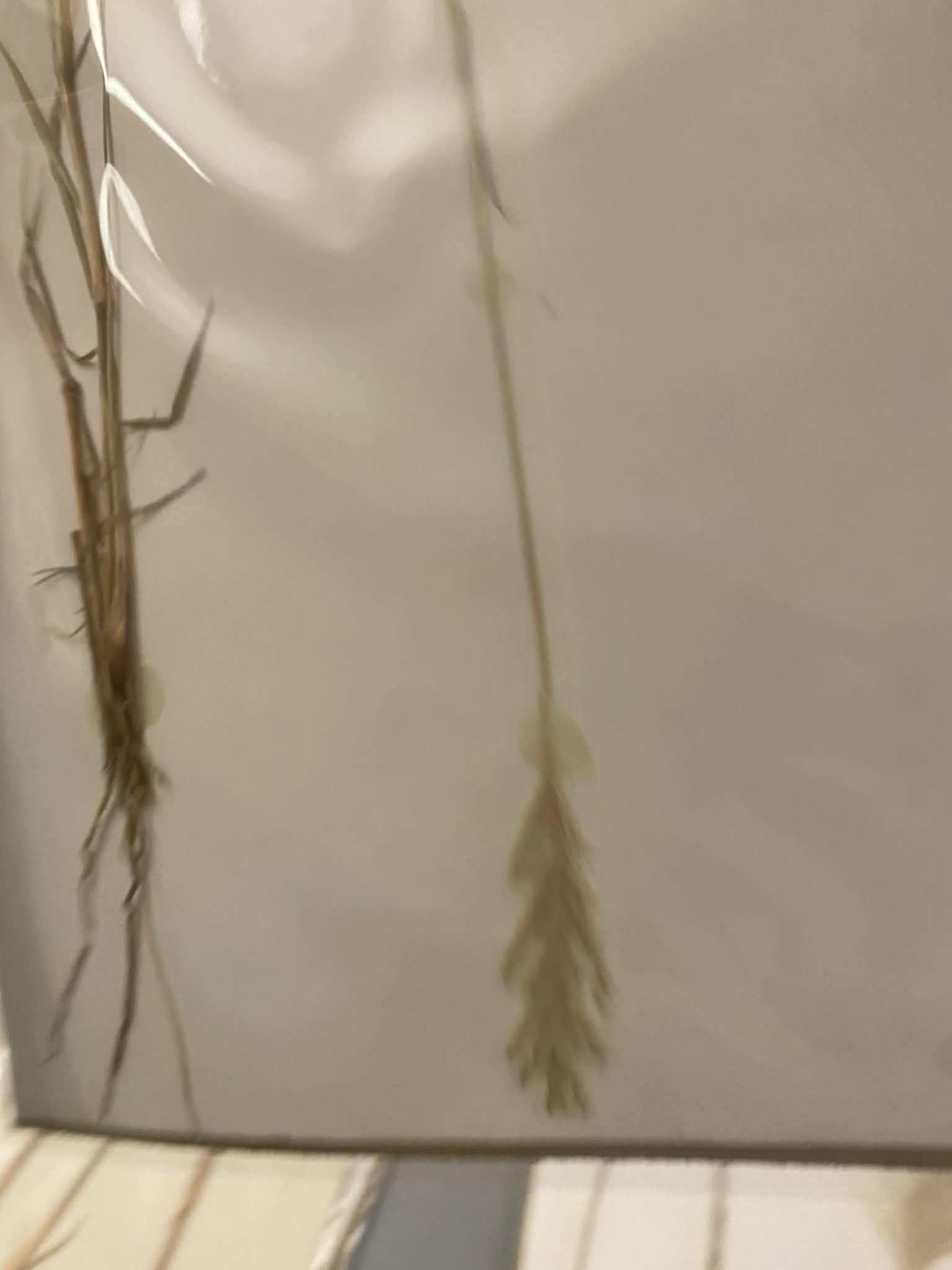 <p>Andropogoneae, P, N, Bothriochloa laguroides, silver bluestem</p>