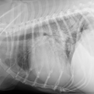 <p>What are the radiographic findings in a dog?</p><p>Diagnosis?</p>