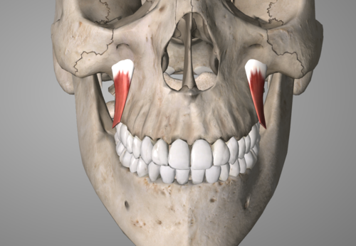 superior labial artery of facial artery