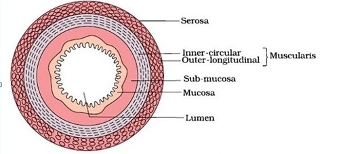 <p>-lumen surrounded by epithelium</p><p>-mucosa -> innermost layer of wall where epithelium secrets mucus to lubricate + protect mucosa</p><p>-submucosa -> made up of connective tissue containing, blood vessels, nerves and lymph vessels which remove absorbed digestion products</p><p>-muscle of mucosa</p><p>-circular + longitudinal muscle -> help carry out peristalsis</p><p>-serosa -> tough connective tissue which protects gut wall by reducing friction with other organs when gut moves whilst processing food</p>
