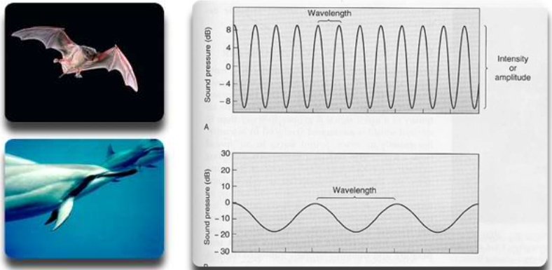 <table style="min-width: 50px;"><colgroup><col style="min-width: 25px;"><col style="min-width: 25px;"></colgroup><tbody><tr><td colspan="1" rowspan="1" style="border-width: 1pt; border-style: solid; border-color: rgb(0, 0, 0); vertical-align: top; padding: 5pt; overflow: hidden; overflow-wrap: break-word;"><p style="text-align: center;"><span style="background-color: transparent;"><strong><span>Bats</span></strong></span></p></td><td colspan="1" rowspan="1" style="border-width: 1pt; border-style: solid; border-color: rgb(0, 0, 0); vertical-align: top; padding: 5pt; overflow: hidden; overflow-wrap: break-word;"><p style="text-align: center;"><span style="background-color: transparent;"><strong><span>Odontocetes</span></strong></span></p></td></tr><tr><td colspan="1" rowspan="1" style="border-width: 1pt; border-style: solid; border-color: rgb(0, 0, 0); vertical-align: top; padding: 5pt; overflow: hidden; overflow-wrap: break-word;"><p style="text-align: center;"><span style="background-color: transparent;"><span>Use a series of calls</span></span></p></td><td colspan="1" rowspan="1" style="border-width: 1pt; border-style: solid; border-color: rgb(0, 0, 0); vertical-align: top; padding: 5pt; overflow: hidden; overflow-wrap: break-word;"><p style="text-align: center;"><span style="background-color: transparent;"><span>Use a series of clicks</span></span></p></td></tr><tr><td colspan="1" rowspan="1" style="border-width: 1pt; border-style: solid; border-color: rgb(0, 0, 0); vertical-align: top; padding: 5pt; overflow: hidden; overflow-wrap: break-word;"><p style="text-align: center;"><span style="background-color: transparent;"><span>High frequency - travels farther in the air</span></span></p></td><td colspan="1" rowspan="1" style="border-width: 1pt; border-style: solid; border-color: rgb(0, 0, 0); vertical-align: top; padding: 5pt; overflow: hidden; overflow-wrap: break-word;"><p style="text-align: center;"><span style="background-color: transparent;"><span>Low frequency - travels farther underwater</span></span></p></td></tr><tr><td colspan="1" rowspan="1" style="border-width: 1pt; border-style: solid; border-color: rgb(0, 0, 0); vertical-align: top; padding: 5pt; overflow: hidden; overflow-wrap: break-word;"><p style="text-align: center;"><span style="background-color: transparent;"><span>Varied calls</span></span></p></td><td colspan="1" rowspan="1" style="border-width: 1pt; border-style: solid; border-color: rgb(0, 0, 0); vertical-align: top; padding: 5pt; overflow: hidden; overflow-wrap: break-word;"><p style="text-align: center;"><span style="background-color: transparent;"><span>Invariable calls</span></span></p></td></tr><tr><td colspan="1" rowspan="1" style="border-width: 1pt; border-style: solid; border-color: rgb(0, 0, 0); vertical-align: top; padding: 5pt; overflow: hidden; overflow-wrap: break-word;"><p style="text-align: center;"><span style="background-color: transparent;"><span>Terminal buzz present</span></span></p></td><td colspan="1" rowspan="1" style="border-width: 1pt; border-style: solid; border-color: rgb(0, 0, 0); vertical-align: top; padding: 5pt; overflow: hidden; overflow-wrap: break-word;"><p style="text-align: center;"><span style="background-color: transparent;"><span>Terminal buzz present</span></span></p></td></tr></tbody></table><p></p>