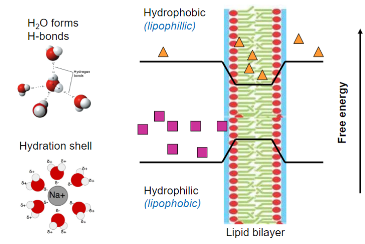 <ul><li><p>more nrg needed for more hydrophilic molecule</p></li></ul>