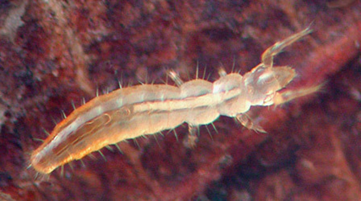 <p>Entognatha hexapods</p><p>- very small (about 1mm long)</p><p>- "proto" (first, original), "ura" (tail): a name implying they have primitive physical features</p><p>- lacks antennae (unique among hexapods)</p><p>- first pair of legs are sensory</p><p>- eyes absent</p><p>- live in moist soil</p><p>- detritivores - feed on dead organisms material</p>