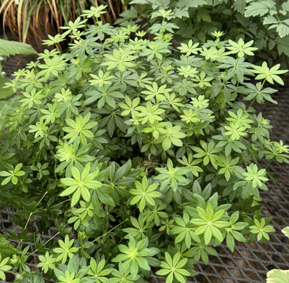 <p>What is the Latin name for this plant?</p>