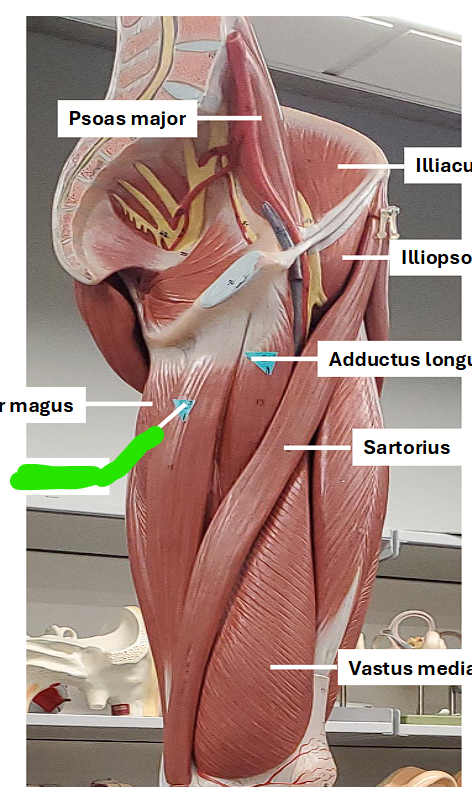 <p>adducts the thigh </p><p></p><ul><li><p>located between the adductor magnus and longus </p></li></ul><p></p>
