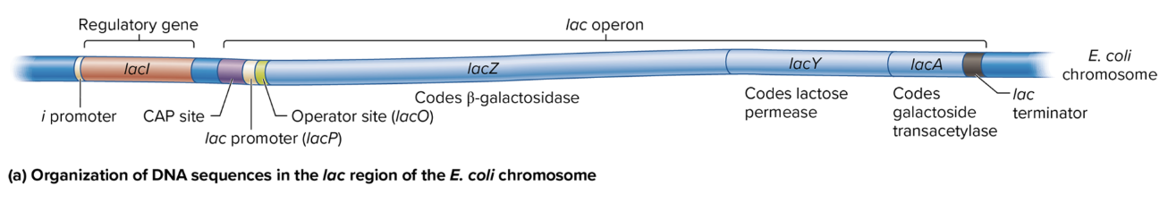 <p></p><ul><li><p class=""><strong>i Promoter</strong>: Drives transcription of the <strong>lacI gene</strong> (codes for the lac repressor).</p></li><li><p class=""><strong>CAP Site</strong>: Binds the <strong>catabolite activator protein (CAP)</strong> to help activate the operon when glucose is low.</p></li><li><p class=""><strong>lac Promoter (lacP)</strong>: Controls the transcription of the <strong>lacZ</strong>, <strong>lacY</strong>, and <strong>lacA</strong> genes as a single polycistronic mRNA.</p></li><li><p class=""><strong>Operator Site (lacO)</strong>: Binds the <strong>lac repressor protein</strong>, which blocks transcription when lactose is absent.</p></li><li><p class=""><strong>lac Terminator</strong>: Marks the end of transcription for the <strong>lac operon</strong>.</p></li><li><p class=""><strong>lacZ</strong>: Codes for <strong>β-galactosidase</strong>, which breaks down lactose into glucose and galactose.</p></li><li><p class=""><strong>lacY</strong>: Codes for <strong>lactose permease</strong>, which allows lactose entry into the cell.</p></li><li><p class=""><strong>lacA</strong>: Codes for <strong>galactoside transacetylase</strong>, involved in detoxifying certain sugars.</p></li></ul><p></p>