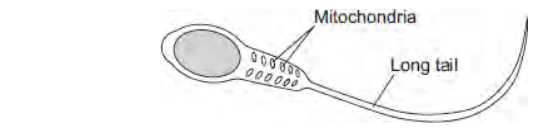 <p>Cells can be specialised for a particular job. The diagram shows the structure of a human sperm cell.<br>Describe how the long tail and the mitochondria help the sperm to do its job.</p>