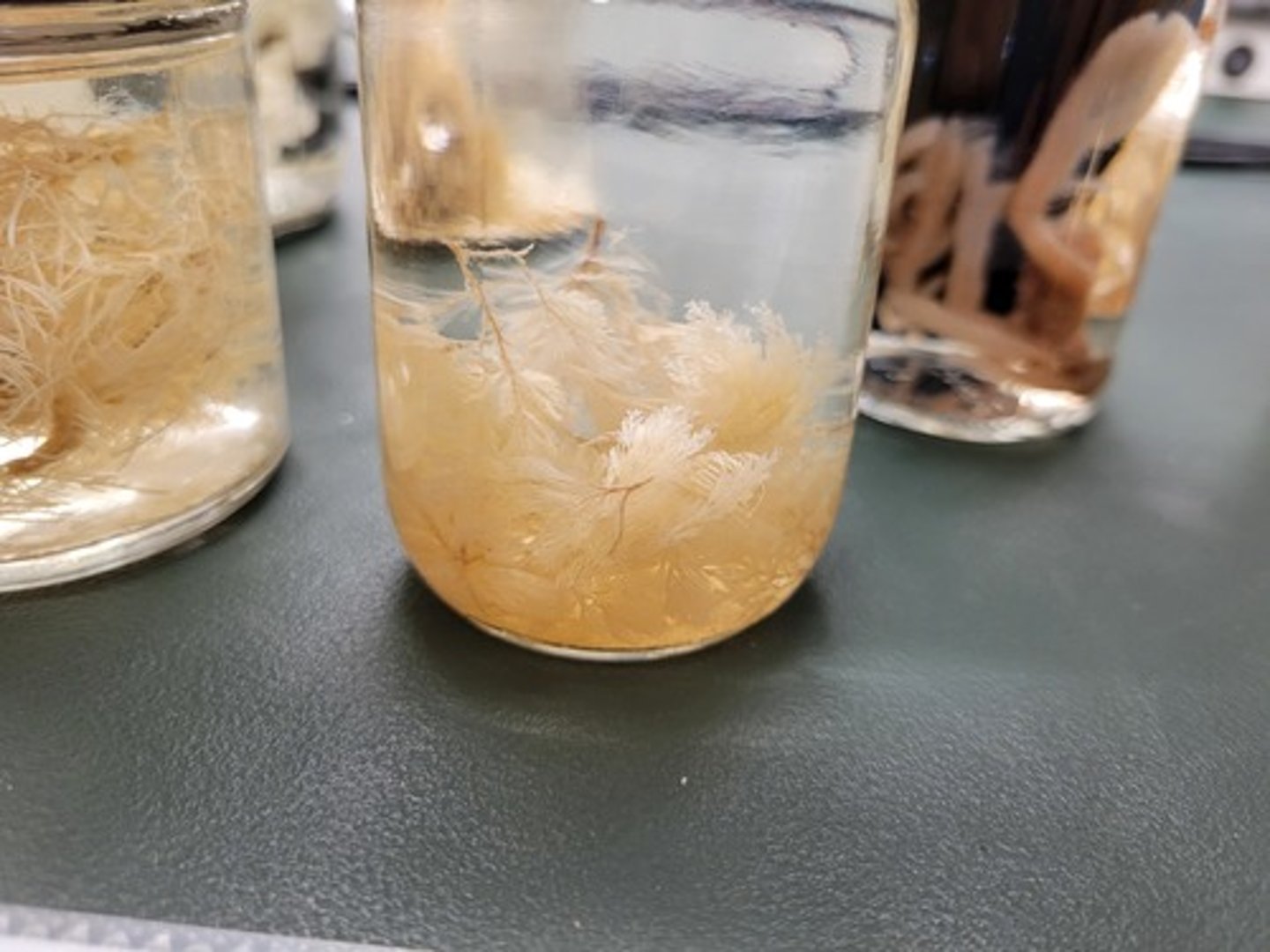 <p>Identify taxonomy</p>